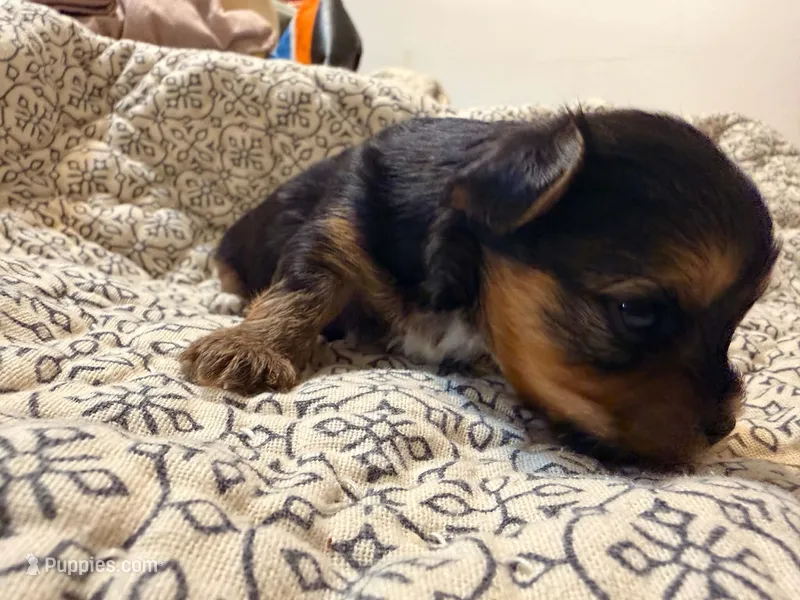 Lady, a female Yorkshire Terrier for sale in Bremen, GA – 1 of 8