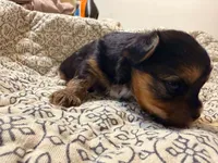 Lady, a female Yorkshire Terrier for sale in Bremen, GA – 1 of 8