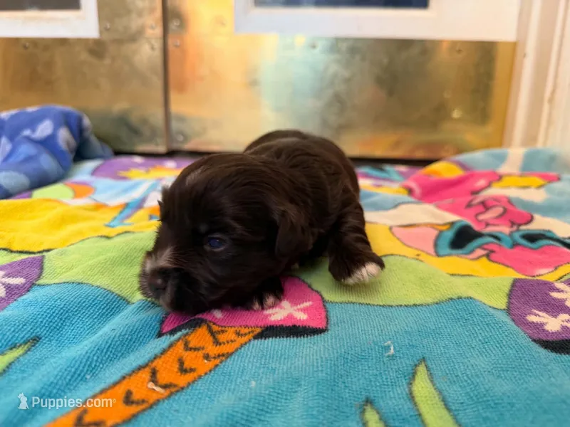 Hershey – Miniature Schnauzer puppy for sale in Bremen, GA
