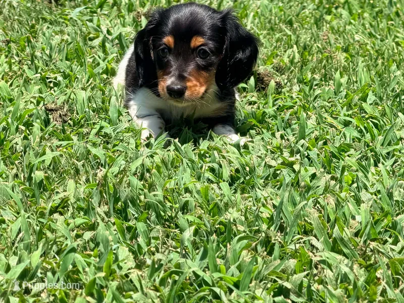 Green – Miniature Dachshund puppy for sale in Bremen, GA