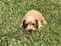 Diego, a male Miniature Dachshund for sale in Bremen, GA – 2 of 7