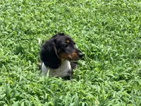 Red , a male Miniature Dachshund for sale in Bremen, GA – 5 of 6