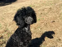 Smores, a male Poodle - Miniature  for sale in Bremen, GA – Photo 6 of 10