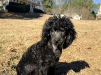 Smores, a male Poodle - Miniature  for sale in Bremen, GA – Photo 4 of 10