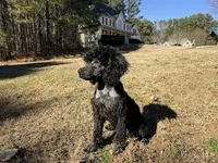 Smores, a male Poodle - Miniature  for sale in Bremen, GA – Photo 9 of 10