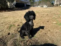Smores, a male Poodle - Miniature  for sale in Bremen, GA – Photo 8 of 10