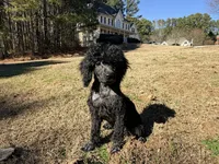 Smores, a male Poodle - Miniature  for sale in Bremen, GA – Photo 10 of 10