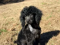 Smores, a male Poodle - Miniature  for sale in Bremen, GA – Photo 5 of 10
