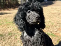 Smores, a male Poodle - Miniature  for sale in Bremen, GA – Photo 2 of 10