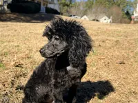 Smores, a male Poodle - Miniature  for sale in Bremen, GA – Photo 3 of 10