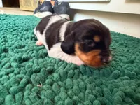 Orange, a male Miniature Dachshund for sale in Bremen, GA – 3 of 10