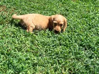 Bow, a male Miniature Dachshund for sale in Bremen, GA – 8 of 10