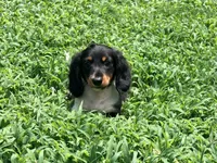 Red , a male Miniature Dachshund for sale in Bremen, GA – 2 of 6