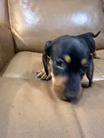 Coal, a male Miniature Dachshund for sale in Bremen, GA – 4 of 6