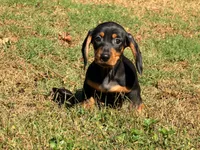 Diesel , a male Miniature Dachshund for sale in Bremen, GA – 3 of 10