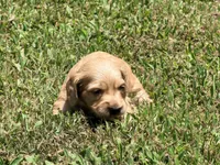 Diego, a male Miniature Dachshund for sale in Bremen, GA – 7 of 7