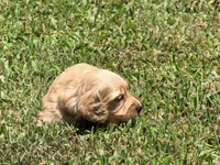 Diego, a male Miniature Dachshund for sale in Bremen, GA – 3 of 7
