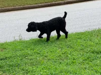 Giddy , a male Poodle - Miniature  for sale in Bremen, GA – 6 of 10