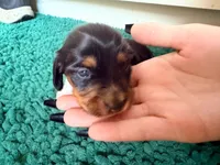 Green, a male Miniature Dachshund for sale in Bremen, GA – 2 of 10