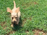 Butter, a male Miniature Dachshund for sale in Bremen, GA – 4 of 9