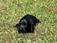 Monica, a female Miniature Dachshund for sale in Bremen, GA – 6 of 7