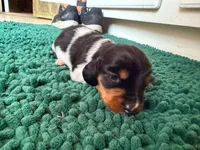 Orange, a male Miniature Dachshund for sale in Bremen, GA – 8 of 10