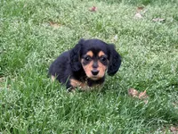 Rica, a female Miniature Dachshund for sale in Bremen, GA – Photo 2 of 5
