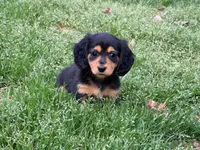Rica, a female Miniature Dachshund for sale in Bremen, GA – Photo 3 of 5