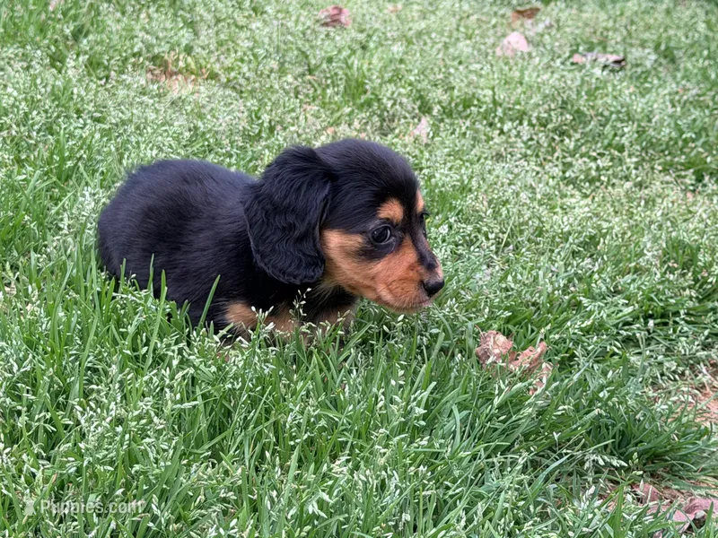 Rica – Miniature Dachshund puppy for sale in Bremen, GA