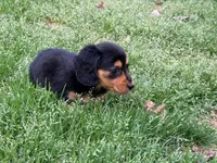 Rica, a female Miniature Dachshund for sale in Bremen, GA – Photo 1 of 5
