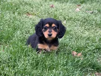 Rica, a female Miniature Dachshund for sale in Bremen, GA – Photo 5 of 5