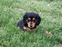 Rica, a female Miniature Dachshund for sale in Bremen, GA – Photo 4 of 5