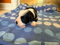 Cowboy, a male Miniature Schnauzer for sale in Bremen, GA – 4 of 8