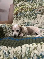Hearts, a female Miniature Dachshund for sale in Bremen, GA – 5 of 6