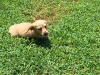 Butter, a male Miniature Dachshund for sale in Bremen, GA – 2 of 9