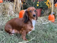 Blue, a male Miniature Dachshund for sale in Bremen, GA – 6 of 6