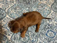 Red, a male Miniature Dachshund for sale in Bremen, GA – 6 of 9