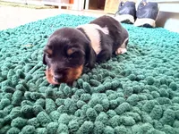 Red , a male Miniature Dachshund for sale in Bremen, GA – 7 of 7