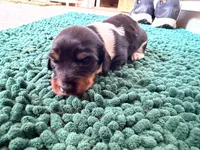 Red , a male Miniature Dachshund for sale in Bremen, GA – 4 of 7