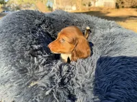 Gummy bear , a  Miniature Dachshund for sale in Bremen, GA – Photo 8 of 10