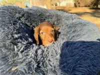 Gummy bear , a  Miniature Dachshund for sale in Bremen, GA – Photo 9 of 10