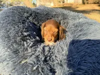 Gummy bear , a  Miniature Dachshund for sale in Bremen, GA – Photo 10 of 10