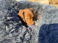 Gummy bear , a  Miniature Dachshund for sale in Bremen, GA – Photo 3 of 10