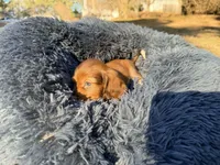 Gummy bear , a  Miniature Dachshund for sale in Bremen, GA – Photo 7 of 10