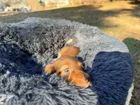 Gummy bear , a  Miniature Dachshund for sale in Bremen, GA – Photo 2 of 10