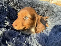 Gummy bear , a  Miniature Dachshund for sale in Bremen, GA – Photo 5 of 10