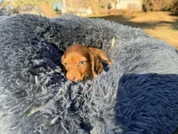 Gummy bear , a  Miniature Dachshund for sale in Bremen, GA – Photo 6 of 10