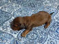 Red, a male Miniature Dachshund for sale in Bremen, GA – 5 of 9