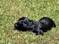 Monica, a female Miniature Dachshund for sale in Bremen, GA – 4 of 7
