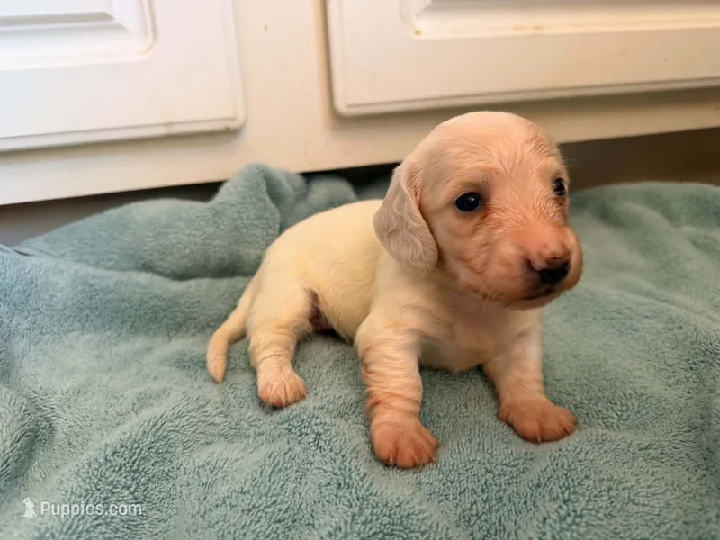Frostie – Miniature Dachshund puppy for sale in Bremen, GA